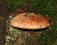 Two-colored Bolete - Baorangia bicolor The cap was huge...maybe 14-15 cm in diameter. Pores were yellow and bruised cyan. The apex of the stipe was not yellow, which is making me question the ID.<br />
<br />
Habitat: Growing under the base of a tree, which was situated on a hill in a dense, mesic forest.<br />
https://www.jungledragon.com/image/107655/two-colored_bolete_-_baorangia_bicolor.html Baorangia bicolor,Geotagged,Summer,Two-colored Bolete,United States