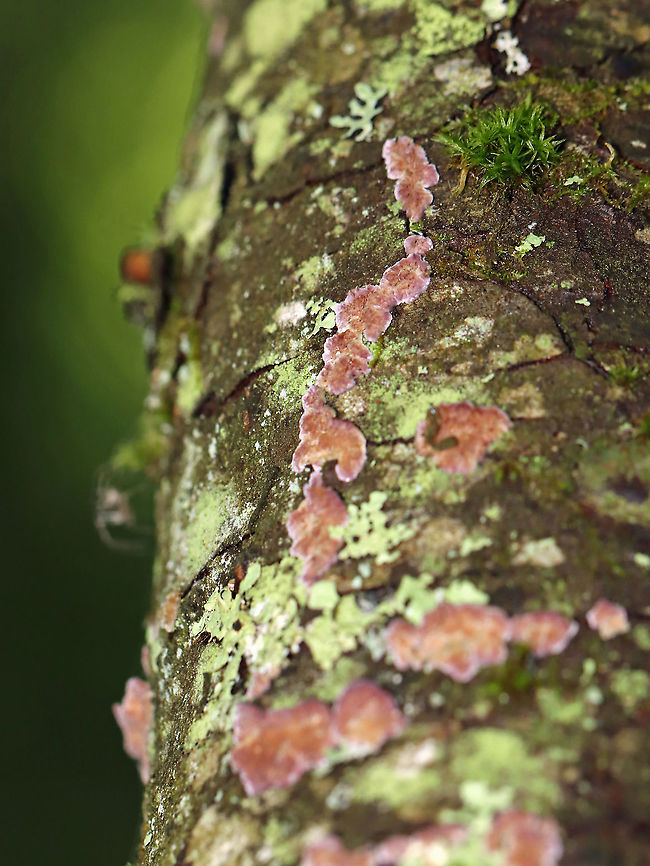 Violet-toothed Polypore - Trichaptum biforme Habitat: Hardwood Geotagged,Summer,Trichaptum,Trichaptum biforme,United States,Violet-Toothed Polypore,fungus,polypore