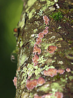 Violet-toothed Polypore - Trichaptum biforme Habitat: Hardwood Geotagged,Summer,Trichaptum,Trichaptum biforme,United States,Violet-Toothed Polypore,fungus,polypore