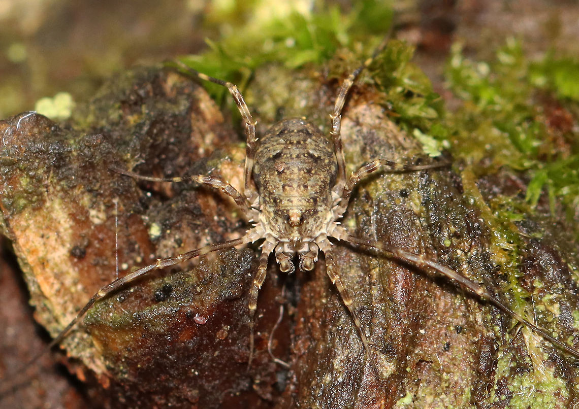 Harvestman - Order Opiliones, Odiellus pictus Very well-camouflaged!<br />
<br />
Habitat: Dense, mesic forest Geotagged,Odiellus,Odiellus pictus,Phalangidae,Summer,United States,daddy longlegs,harvestman