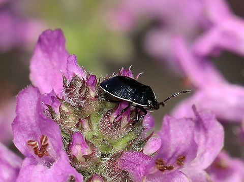 White-margined Burrower Bug - Sehirus cinctus These are cool bugs! Females lay their eggs in the soil and exhibit maternal care for their young, which is unusual for a bug! She guards her brood and brings them seeds to eat for up to a few days after hatching, which is when they are old enough to fend for themselves.

Habitat: Rural garden Cydnidae,Geotagged,Sehirus,Sehirus cinctus,Summer,United States,bug,burrowing bug