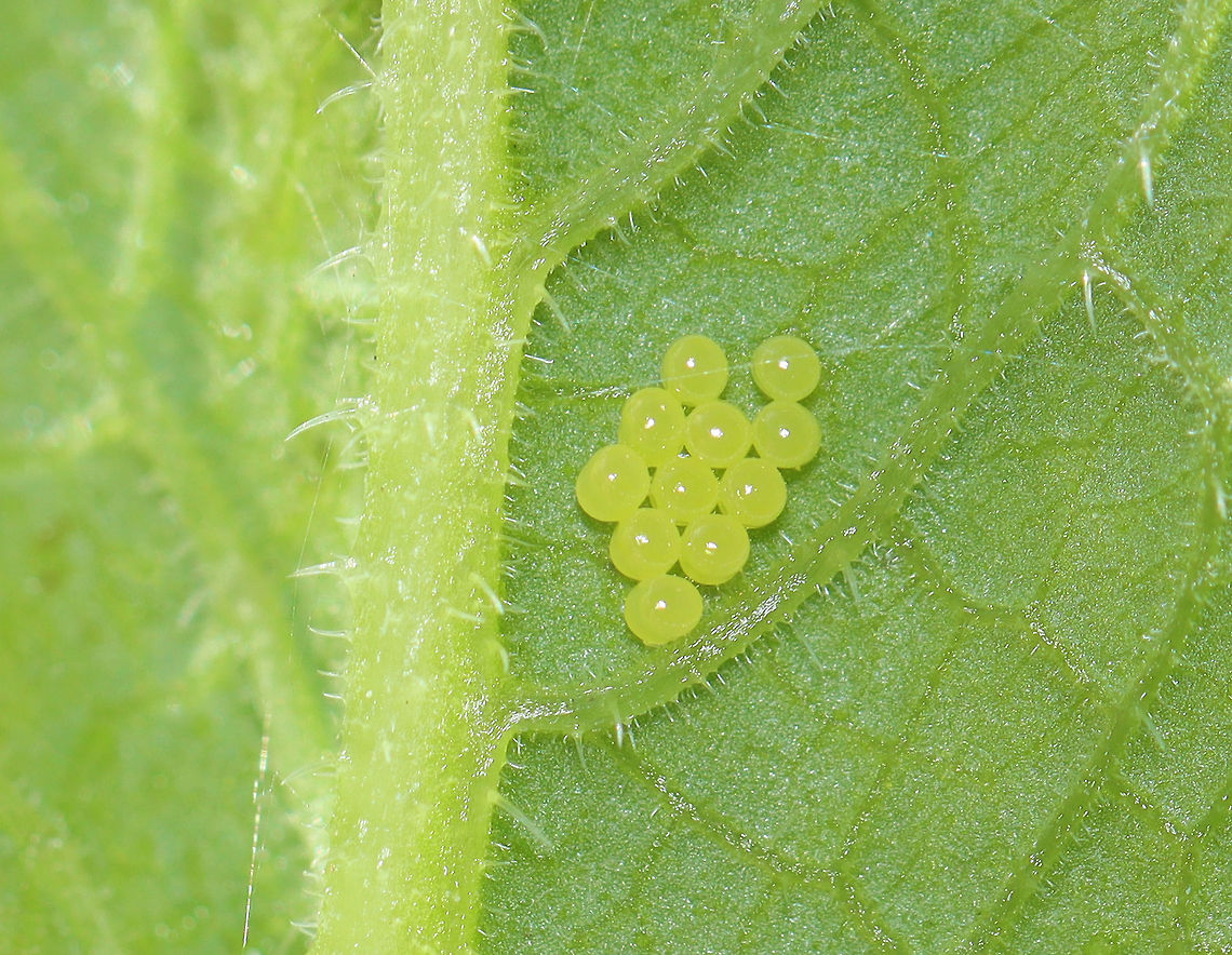 Shield Bug Eggs - Pentatomidae 11 greenish yellow eggs laid in a cluster on the underside of a leaf. Not sure to whom they belong.<br />
<br />
Habitat: Garden Geotagged,Pentatomidae,Summer,United States,bug eggs,eggs,shield bug,shield bug eggs,stink bug eggs