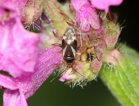 Obscure Plant Bug - Plagiognathus obscurus Habitat: Garden; they breed on annuals. Geotagged,Miridae,Obscure Plant Bug,Plagiognathus,Plagiognathus obscurus,Summer,United States,bug,plant bug