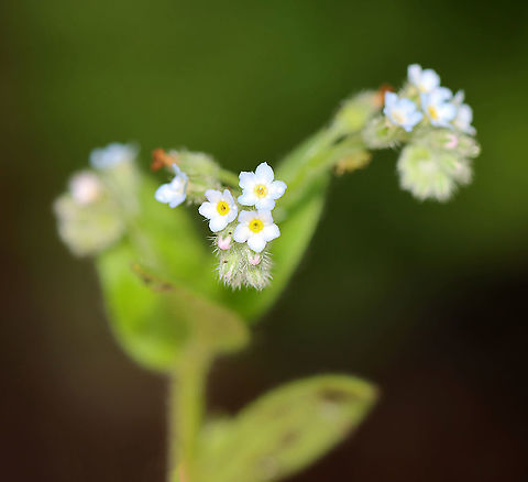 Field Forget-me-not - Myosotis arvensis I'm still deliberating the species ID, but an online search and the PlantNet app both suggest this is the correct species.

Habitat: Garden - but, it was out of place and didn't look like it had been planted. Field Forget-me-not,Forget-me-not,Geotagged,Myosotis,Myosotis arvensis,Summer,United States