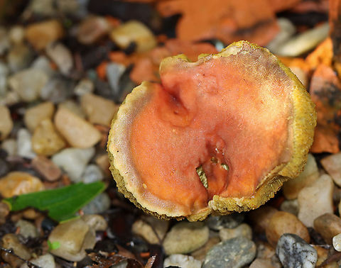 Unknown Bolete The cap was orange; pores were dingy yellow and bruised when pressed.

Habitat: Growing in a garden -- among the rocks!
https://www.jungledragon.com/image/107694/unknown_bolete.html
https://www.jungledragon.com/image/107693/unknown_bolete.html
https://www.jungledragon.com/image/107692/unknown_bolete.html Geotagged,Summer,United States,bolete,fungus,mushroom