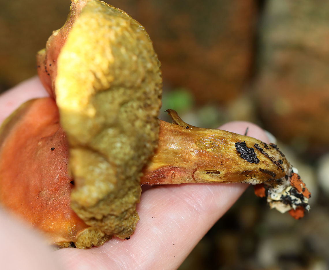 Unknown Bolete The cap was orange; pores were dingy yellow and bruised when pressed.<br />
<br />
Habitat: Growing in a garden -- among the rocks!<br />
<figure class="photo"><a href="https://www.jungledragon.com/image/107693/unknown_bolete.html" title="Unknown Bolete"><img src="https://s3.amazonaws.com/media.jungledragon.com/images/3232/107693_thumb.jpg?AWSAccessKeyId=05GMT0V3GWVNE7GGM1R2&Expires=1759968010&Signature=QgiLQDavKTTjCohFTx39Oc522II%3D" width="150" height="152" alt="Unknown Bolete The cap was orange; pores were dingy yellow and bruised when pressed.<br />
<br />
Habitat: Growing in a garden -- among the rocks!<br />
https://www.jungledragon.com/image/107691/unknown_bolete.html<br />
https://www.jungledragon.com/image/107694/unknown_bolete.html<br />
https://www.jungledragon.com/image/107692/unknown_bolete.html Geotagged,Summer,United States" /></a></figure><br />
<figure class="photo"><a href="https://www.jungledragon.com/image/107691/unknown_bolete.html" title="Unknown Bolete"><img src="https://s3.amazonaws.com/media.jungledragon.com/images/3232/107691_thumb.jpg?AWSAccessKeyId=05GMT0V3GWVNE7GGM1R2&Expires=1759968010&Signature=GaCMQfMx65yjOFiApLHoNYQH4O0%3D" width="200" height="158" alt="Unknown Bolete The cap was orange; pores were dingy yellow and bruised when pressed.<br />
<br />
Habitat: Growing in a garden -- among the rocks!<br />
https://www.jungledragon.com/image/107694/unknown_bolete.html<br />
https://www.jungledragon.com/image/107693/unknown_bolete.html<br />
https://www.jungledragon.com/image/107692/unknown_bolete.html Geotagged,Summer,United States,bolete,fungus,mushroom" /></a></figure><br />
<figure class="photo"><a href="https://www.jungledragon.com/image/107694/unknown_bolete.html" title="Unknown Bolete"><img src="https://s3.amazonaws.com/media.jungledragon.com/images/3232/107694_thumb.jpg?AWSAccessKeyId=05GMT0V3GWVNE7GGM1R2&Expires=1759968010&Signature=MfdXQlX7Nh1FxGkSe8oNJEbaWYE%3D" width="200" height="162" alt="Unknown Bolete The cap was orange; pores were dingy yellow and bruised when pressed.<br />
<br />
Habitat: Growing in a garden -- among the rocks!<br />
https://www.jungledragon.com/image/107691/unknown_bolete.html<br />
https://www.jungledragon.com/image/107693/unknown_bolete.html<br />
https://www.jungledragon.com/image/107692/unknown_bolete.html Geotagged,Summer,United States" /></a></figure> Geotagged,Summer,United States