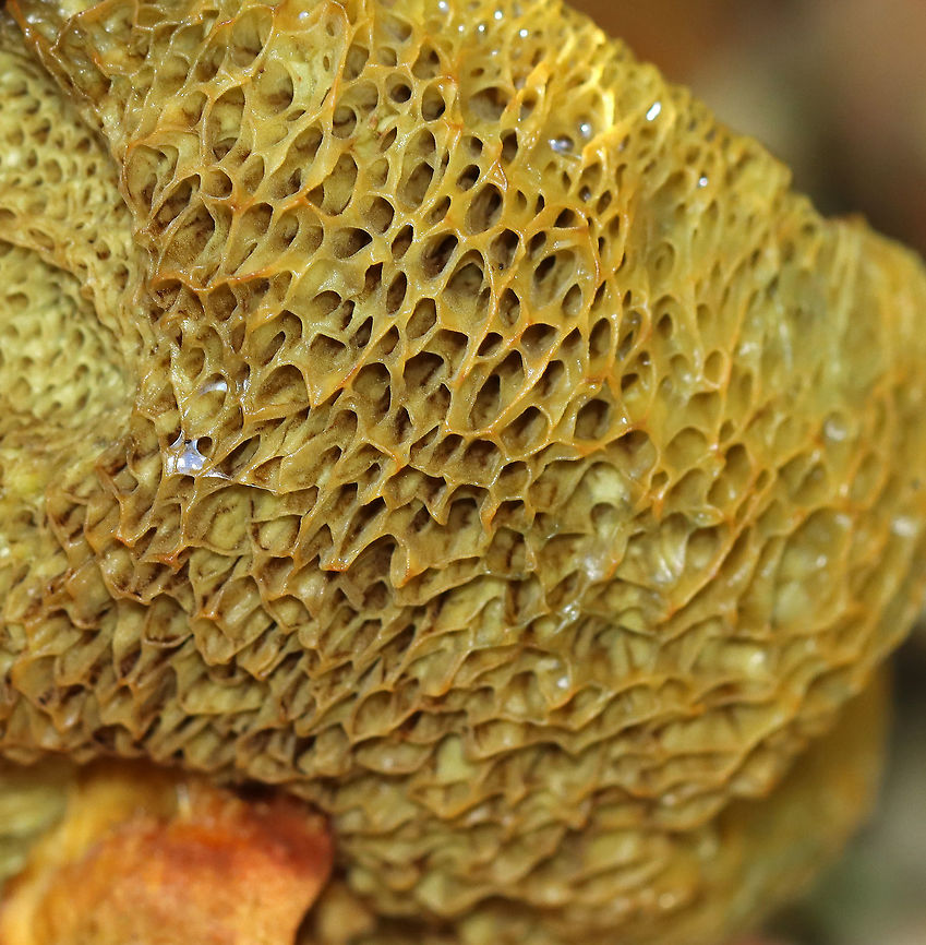 Unknown Bolete The cap was orange; pores were dingy yellow and bruised when pressed.<br />
<br />
Habitat: Growing in a garden -- among the rocks!<br />
<figure class="photo"><a href="https://www.jungledragon.com/image/107691/unknown_bolete.html" title="Unknown Bolete"><img src="https://s3.amazonaws.com/media.jungledragon.com/images/3232/107691_thumb.jpg?AWSAccessKeyId=05GMT0V3GWVNE7GGM1R2&Expires=1759968010&Signature=GaCMQfMx65yjOFiApLHoNYQH4O0%3D" width="200" height="158" alt="Unknown Bolete The cap was orange; pores were dingy yellow and bruised when pressed.<br />
<br />
Habitat: Growing in a garden -- among the rocks!<br />
https://www.jungledragon.com/image/107694/unknown_bolete.html<br />
https://www.jungledragon.com/image/107693/unknown_bolete.html<br />
https://www.jungledragon.com/image/107692/unknown_bolete.html Geotagged,Summer,United States,bolete,fungus,mushroom" /></a></figure><br />
<figure class="photo"><a href="https://www.jungledragon.com/image/107694/unknown_bolete.html" title="Unknown Bolete"><img src="https://s3.amazonaws.com/media.jungledragon.com/images/3232/107694_thumb.jpg?AWSAccessKeyId=05GMT0V3GWVNE7GGM1R2&Expires=1759968010&Signature=MfdXQlX7Nh1FxGkSe8oNJEbaWYE%3D" width="200" height="162" alt="Unknown Bolete The cap was orange; pores were dingy yellow and bruised when pressed.<br />
<br />
Habitat: Growing in a garden -- among the rocks!<br />
https://www.jungledragon.com/image/107691/unknown_bolete.html<br />
https://www.jungledragon.com/image/107693/unknown_bolete.html<br />
https://www.jungledragon.com/image/107692/unknown_bolete.html Geotagged,Summer,United States" /></a></figure><br />
<figure class="photo"><a href="https://www.jungledragon.com/image/107692/unknown_bolete.html" title="Unknown Bolete"><img src="https://s3.amazonaws.com/media.jungledragon.com/images/3232/107692_thumb.jpg?AWSAccessKeyId=05GMT0V3GWVNE7GGM1R2&Expires=1759968010&Signature=ZmwWnRW0Nr24udAiXhfGqHHjHdY%3D" width="200" height="166" alt="Unknown Bolete The cap was orange; pores were dingy yellow and bruised when pressed.<br />
<br />
Habitat: Growing in a garden -- among the rocks!<br />
https://www.jungledragon.com/image/107693/unknown_bolete.html<br />
https://www.jungledragon.com/image/107691/unknown_bolete.html<br />
https://www.jungledragon.com/image/107694/unknown_bolete.html Geotagged,Summer,United States" /></a></figure> Geotagged,Summer,United States