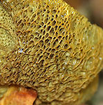 Unknown Bolete The cap was orange; pores were dingy yellow and bruised when pressed.<br />
<br />
Habitat: Growing in a garden -- among the rocks!<br />
https://www.jungledragon.com/image/107691/unknown_bolete.html<br />
https://www.jungledragon.com/image/107694/unknown_bolete.html<br />
https://www.jungledragon.com/image/107692/unknown_bolete.html Geotagged,Summer,United States