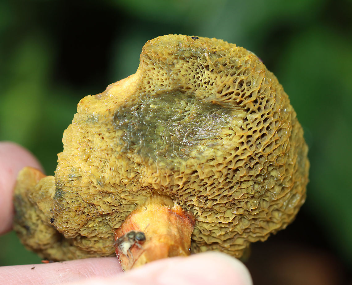 Unknown Bolete The cap was orange; pores were dingy yellow and bruised when pressed.<br />
<br />
Habitat: Growing in a garden -- among the rocks!<br />
<figure class="photo"><a href="https://www.jungledragon.com/image/107691/unknown_bolete.html" title="Unknown Bolete"><img src="https://s3.amazonaws.com/media.jungledragon.com/images/3232/107691_thumb.jpg?AWSAccessKeyId=05GMT0V3GWVNE7GGM1R2&Expires=1769040010&Signature=SNoY%2BxuQJ3%2FuSaBg64O%2B6jOAlDE%3D" width="200" height="158" alt="Unknown Bolete The cap was orange; pores were dingy yellow and bruised when pressed.<br />
<br />
Habitat: Growing in a garden -- among the rocks!<br />
https://www.jungledragon.com/image/107694/unknown_bolete.html<br />
https://www.jungledragon.com/image/107693/unknown_bolete.html<br />
https://www.jungledragon.com/image/107692/unknown_bolete.html Geotagged,Summer,United States,bolete,fungus,mushroom" /></a></figure><br />
<figure class="photo"><a href="https://www.jungledragon.com/image/107693/unknown_bolete.html" title="Unknown Bolete"><img src="https://s3.amazonaws.com/media.jungledragon.com/images/3232/107693_thumb.jpg?AWSAccessKeyId=05GMT0V3GWVNE7GGM1R2&Expires=1769040010&Signature=c3cl8XARUe38rVfYNsFn1xHIPWg%3D" width="150" height="152" alt="Unknown Bolete The cap was orange; pores were dingy yellow and bruised when pressed.<br />
<br />
Habitat: Growing in a garden -- among the rocks!<br />
https://www.jungledragon.com/image/107691/unknown_bolete.html<br />
https://www.jungledragon.com/image/107694/unknown_bolete.html<br />
https://www.jungledragon.com/image/107692/unknown_bolete.html Geotagged,Summer,United States" /></a></figure><br />
<figure class="photo"><a href="https://www.jungledragon.com/image/107692/unknown_bolete.html" title="Unknown Bolete"><img src="https://s3.amazonaws.com/media.jungledragon.com/images/3232/107692_thumb.jpg?AWSAccessKeyId=05GMT0V3GWVNE7GGM1R2&Expires=1769040010&Signature=%2Fpi9WW%2FT6c%2FyZ7WaScY3xLR%2FbG0%3D" width="200" height="166" alt="Unknown Bolete The cap was orange; pores were dingy yellow and bruised when pressed.<br />
<br />
Habitat: Growing in a garden -- among the rocks!<br />
https://www.jungledragon.com/image/107693/unknown_bolete.html<br />
https://www.jungledragon.com/image/107691/unknown_bolete.html<br />
https://www.jungledragon.com/image/107694/unknown_bolete.html Geotagged,Summer,United States" /></a></figure> Geotagged,Summer,United States