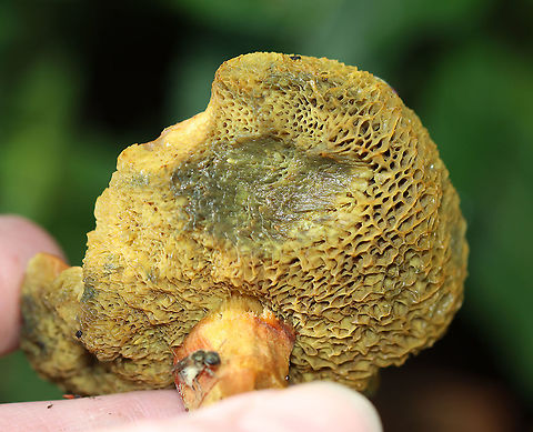 Unknown Bolete The cap was orange; pores were dingy yellow and bruised when pressed.

Habitat: Growing in a garden -- among the rocks!
https://www.jungledragon.com/image/107691/unknown_bolete.html
https://www.jungledragon.com/image/107693/unknown_bolete.html
https://www.jungledragon.com/image/107692/unknown_bolete.html Geotagged,Summer,United States