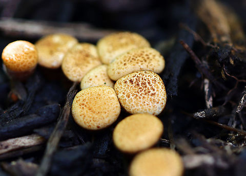 Bird's Nest Fungus - Crucibulum laeve Habitat: Spotted growing on wood chips throughout a rural garden.
https://www.jungledragon.com/image/107697/birds_nest_fungus_-_crucibulum_laeve.html
https://www.jungledragon.com/image/107696/birds_nest_fungus_-_crucibulum_laeve.html Bird's Nest Fungus,Crucibulum,Crucibulum laeve,Geotagged,Summer,United States,fungus