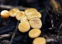 Bird's Nest Fungus - Crucibulum laeve Habitat: Spotted growing on wood chips throughout a rural garden.<br />
https://www.jungledragon.com/image/107697/birds_nest_fungus_-_crucibulum_laeve.html<br />
https://www.jungledragon.com/image/107696/birds_nest_fungus_-_crucibulum_laeve.html Bird's Nest Fungus,Crucibulum,Crucibulum laeve,Geotagged,Summer,United States,fungus
