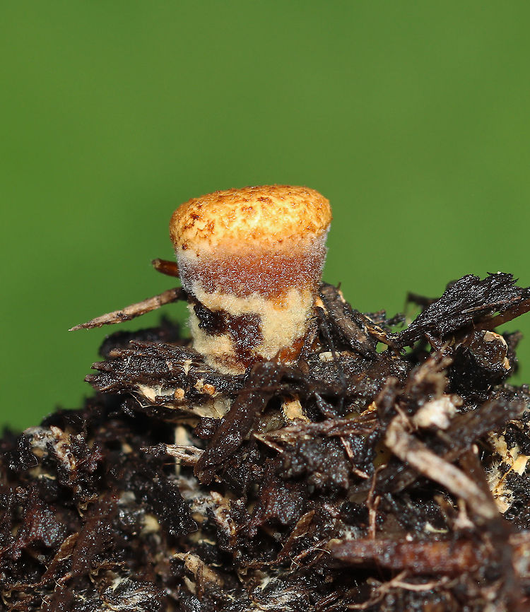 Bird's Nest Fungus - Crucibulum laeve Habitat: Spotted growing on wood chips throughout a rural garden.<br />
<figure class="photo"><a href="https://www.jungledragon.com/image/107695/birds_nest_fungus_-_crucibulum_laeve.html" title="Bird's Nest Fungus - Crucibulum laeve"><img src="https://s3.amazonaws.com/media.jungledragon.com/images/3232/107695_thumb.jpg?AWSAccessKeyId=05GMT0V3GWVNE7GGM1R2&Expires=1769040010&Signature=r6WLhUfA96gwOe%2BkmI7bNFbxMOg%3D" width="200" height="144" alt="Bird's Nest Fungus - Crucibulum laeve Habitat: Spotted growing on wood chips throughout a rural garden.<br />
https://www.jungledragon.com/image/107697/birds_nest_fungus_-_crucibulum_laeve.html<br />
https://www.jungledragon.com/image/107696/birds_nest_fungus_-_crucibulum_laeve.html Bird's Nest Fungus,Crucibulum,Crucibulum laeve,Geotagged,Summer,United States,fungus" /></a></figure><br />
<figure class="photo"><a href="https://www.jungledragon.com/image/107697/birds_nest_fungus_-_crucibulum_laeve.html" title="Bird's Nest Fungus - Crucibulum laeve"><img src="https://s3.amazonaws.com/media.jungledragon.com/images/3232/107697_thumb.jpg?AWSAccessKeyId=05GMT0V3GWVNE7GGM1R2&Expires=1769040010&Signature=3HfEQOowuIIUkSm9RG%2Bt1RPuBL0%3D" width="200" height="178" alt="Bird's Nest Fungus - Crucibulum laeve Habitat: Spotted growing on wood chips throughout a rural garden.<br />
https://www.jungledragon.com/image/107695/birds_nest_fungus_-_crucibulum_laeve.html<br />
https://www.jungledragon.com/image/107696/birds_nest_fungus_-_crucibulum_laeve.html Crucibulum laeve,Geotagged,Summer,United States" /></a></figure> Crucibulum laeve,Geotagged,Summer,United States