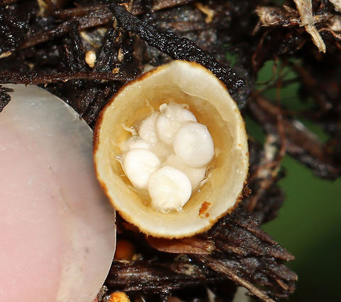 Bird's Nest Fungus - Crucibulum laeve Habitat: Spotted growing on wood chips throughout a rural garden.
https://www.jungledragon.com/image/107695/birds_nest_fungus_-_crucibulum_laeve.html
https://www.jungledragon.com/image/107696/birds_nest_fungus_-_crucibulum_laeve.html Crucibulum laeve,Geotagged,Summer,United States