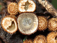 Fluted Bird's Nest Fungus - Cyathus striatus Habitat: Garden<br />
https://www.jungledragon.com/image/107699/fluted_birds_nest_fungus_-_cyathus_striatus.html Bird's Nest Fungus,Cyathus,Cyathus striatus,Fluted bird's nest,Geotagged,Summer,United States