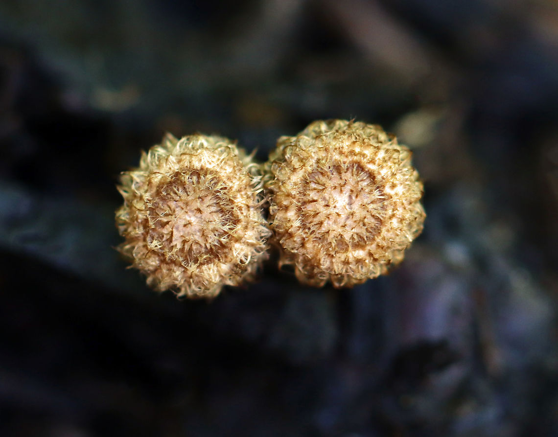 Fluted Bird's Nest Fungus - Cyathus striatus Habitat: Garden<br />
<figure class="photo"><a href="https://www.jungledragon.com/image/107698/fluted_birds_nest_fungus_-_cyathus_striatus.html" title="Fluted Bird&#039;s Nest Fungus - Cyathus striatus"><img src="https://s3.amazonaws.com/media.jungledragon.com/images/3232/107698_thumb.jpg?AWSAccessKeyId=05GMT0V3GWVNE7GGM1R2&Expires=1759968010&Signature=H%2BS7jd7AW0DiFlD1bNVFXnOCxmM%3D" width="200" height="152" alt="Fluted Bird&#039;s Nest Fungus - Cyathus striatus Habitat: Garden<br />
https://www.jungledragon.com/image/107699/fluted_birds_nest_fungus_-_cyathus_striatus.html Bird&#039;s Nest Fungus,Cyathus,Cyathus striatus,Fluted bird&#039;s nest,Geotagged,Summer,United States" /></a></figure> Cyathus striatus,Fluted bird's nest,Geotagged,Summer,United States