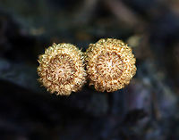 Fluted Bird's Nest Fungus - Cyathus striatus Habitat: Garden<br />
https://www.jungledragon.com/image/107698/fluted_birds_nest_fungus_-_cyathus_striatus.html Cyathus striatus,Fluted bird's nest,Geotagged,Summer,United States