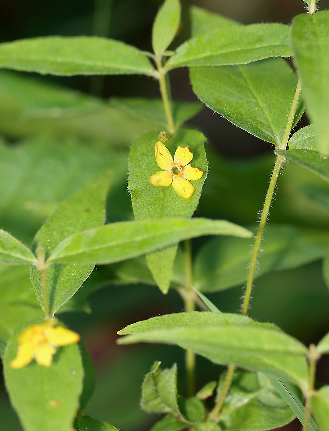 Whorled Loosestrife - Lysimachia quadrifolia <br />
Habitat: Deciduous forest Geotagged,Loosestrife,Lysimachia,Lysimachia quadrifolia,Summer,United States,Whorled loosestrife