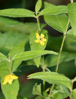 Whorled Loosestrife - Lysimachia quadrifolia 
Habitat: Deciduous forest Geotagged,Loosestrife,Lysimachia,Lysimachia quadrifolia,Summer,United States,Whorled loosestrife