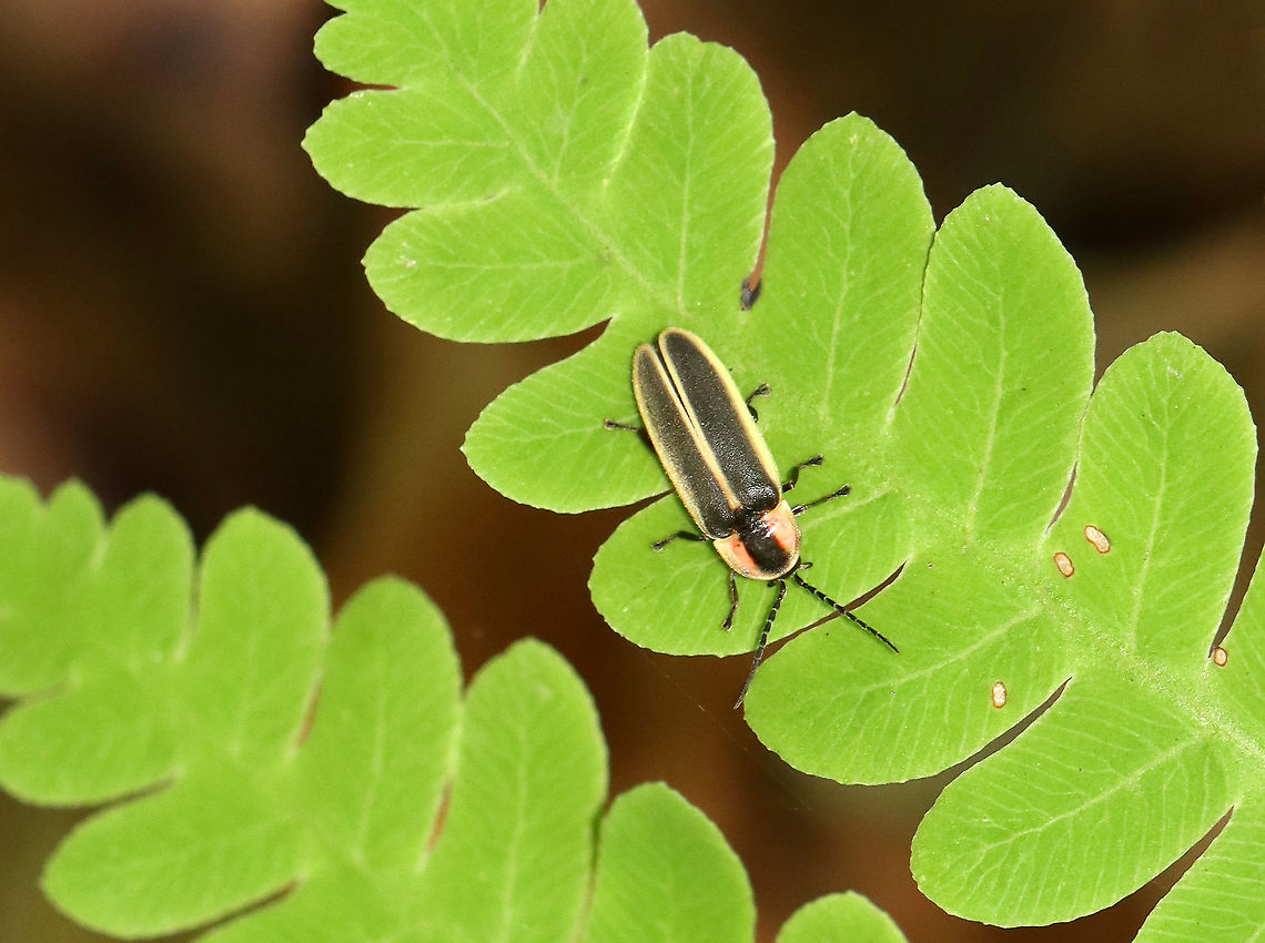 Common Eastern Firefly - Photinus pyralis Habitat: Mixed forest/pond edge Common eastern firefly,Geotagged,Photinus,Photinus pyralis,Summer,United States,firefly,lightning bug