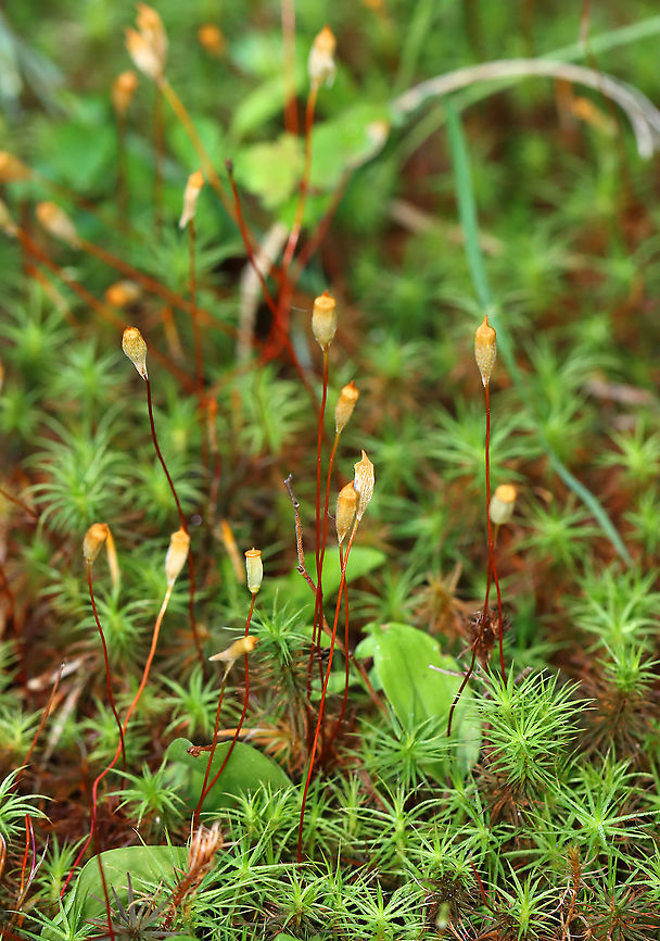 Haircap Moss - Polytrichum sp. Habitat: Pond edge in a mesic, mixed forest<br />
<figure class="photo"><a href="https://www.jungledragon.com/image/107752/haircap_moss_-_polytrichum_sp.html" title="Haircap Moss - Polytrichum sp."><img src="https://s3.amazonaws.com/media.jungledragon.com/images/3232/107752_thumb.jpg?AWSAccessKeyId=05GMT0V3GWVNE7GGM1R2&Expires=1759968010&Signature=WBOG6YbFfiskbP4R4vyuVcGB4kE%3D" width="122" height="152" alt="Haircap Moss - Polytrichum sp. Habitat: Pond edge in a mesic, mixed forest<br />
https://www.jungledragon.com/image/107750/haircap_moss_-_polytrichum_sp.html<br />
https://www.jungledragon.com/image/107751/haircap_moss_-_polytrichum_sp.html Geotagged,Summer,United States" /></a></figure><br />
<figure class="photo"><a href="https://www.jungledragon.com/image/107751/haircap_moss_-_polytrichum_sp.html" title="Haircap Moss - Polytrichum sp."><img src="https://s3.amazonaws.com/media.jungledragon.com/images/3232/107751_thumb.jpg?AWSAccessKeyId=05GMT0V3GWVNE7GGM1R2&Expires=1759968010&Signature=1PgiuttIQswwWI0XC5XbD5QgNYg%3D" width="200" height="150" alt="Haircap Moss - Polytrichum sp. Habitat: Pond edge in a mesic, mixed forest<br />
https://www.jungledragon.com/image/107750/haircap_moss_-_polytrichum_sp.html<br />
https://www.jungledragon.com/image/107752/haircap_moss_-_polytrichum_sp.html Geotagged,Summer,United States" /></a></figure> Geotagged,Polytrichum,Summer,United States,haircap moss,moss