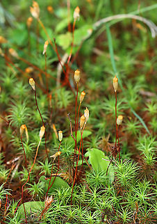 Haircap Moss - Polytrichum sp. Habitat: Pond edge in a mesic, mixed forest
https://www.jungledragon.com/image/107752/haircap_moss_-_polytrichum_sp.html
https://www.jungledragon.com/image/107751/haircap_moss_-_polytrichum_sp.html Geotagged,Polytrichum,Summer,United States,haircap moss,moss