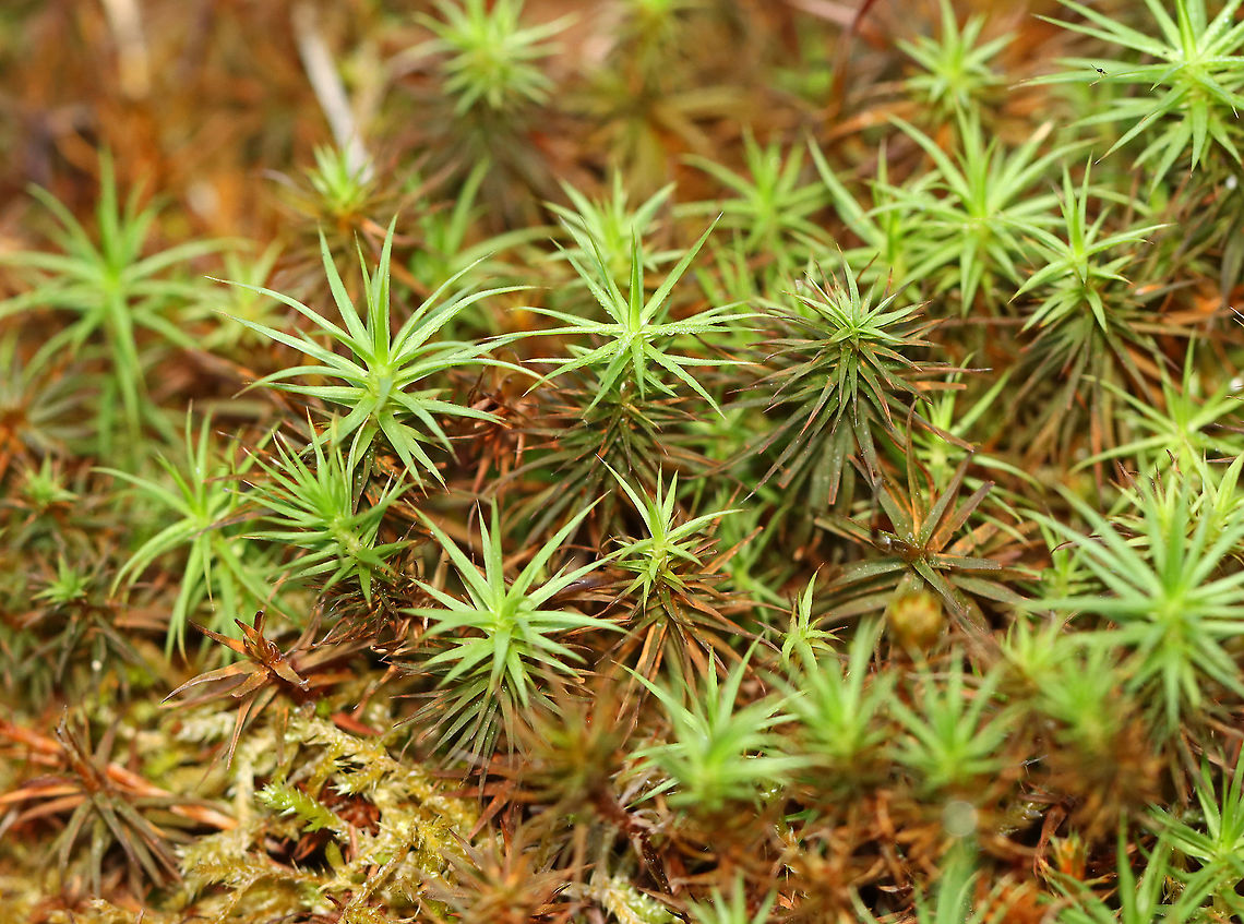 Haircap Moss - Polytrichum sp. Habitat: Pond edge in a mesic, mixed forest<br />
<figure class="photo"><a href="https://www.jungledragon.com/image/107750/haircap_moss_-_polytrichum_sp.html" title="Haircap Moss - Polytrichum sp."><img src="https://s3.amazonaws.com/media.jungledragon.com/images/3232/107750_thumb.jpg?AWSAccessKeyId=05GMT0V3GWVNE7GGM1R2&Expires=1769040010&Signature=ID2RHNEttqy8verQULdyckYVl%2BA%3D" width="108" height="152" alt="Haircap Moss - Polytrichum sp. Habitat: Pond edge in a mesic, mixed forest<br />
https://www.jungledragon.com/image/107752/haircap_moss_-_polytrichum_sp.html<br />
https://www.jungledragon.com/image/107751/haircap_moss_-_polytrichum_sp.html Geotagged,Polytrichum,Summer,United States,haircap moss,moss" /></a></figure><br />
<figure class="photo"><a href="https://www.jungledragon.com/image/107752/haircap_moss_-_polytrichum_sp.html" title="Haircap Moss - Polytrichum sp."><img src="https://s3.amazonaws.com/media.jungledragon.com/images/3232/107752_thumb.jpg?AWSAccessKeyId=05GMT0V3GWVNE7GGM1R2&Expires=1769040010&Signature=fejEW2MzQ1sS18MGsf%2F%2FSFC9u88%3D" width="122" height="152" alt="Haircap Moss - Polytrichum sp. Habitat: Pond edge in a mesic, mixed forest<br />
https://www.jungledragon.com/image/107750/haircap_moss_-_polytrichum_sp.html<br />
https://www.jungledragon.com/image/107751/haircap_moss_-_polytrichum_sp.html Geotagged,Summer,United States" /></a></figure> Geotagged,Summer,United States