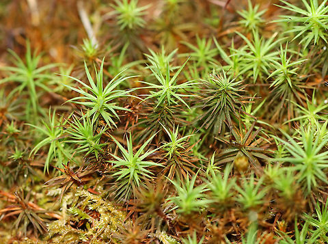 Haircap Moss - Polytrichum sp. Habitat: Pond edge in a mesic, mixed forest
https://www.jungledragon.com/image/107750/haircap_moss_-_polytrichum_sp.html
https://www.jungledragon.com/image/107752/haircap_moss_-_polytrichum_sp.html Geotagged,Summer,United States