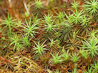 Haircap Moss - Polytrichum sp. Habitat: Pond edge in a mesic, mixed forest<br />
https://www.jungledragon.com/image/107750/haircap_moss_-_polytrichum_sp.html<br />
https://www.jungledragon.com/image/107752/haircap_moss_-_polytrichum_sp.html Geotagged,Summer,United States