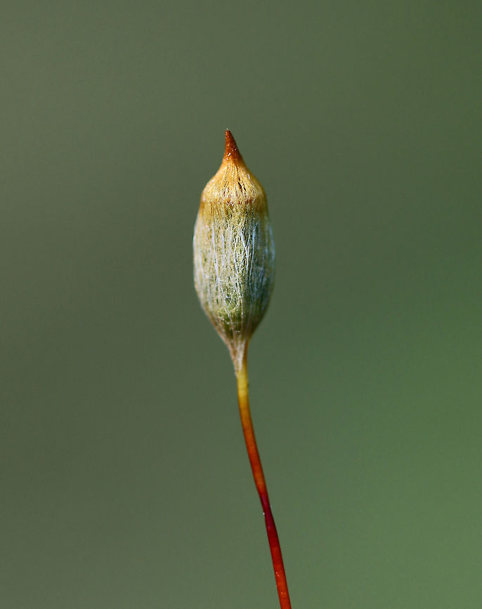 Haircap Moss - Polytrichum sp. Habitat: Pond edge in a mesic, mixed forest<br />
<figure class="photo"><a href="https://www.jungledragon.com/image/107750/haircap_moss_-_polytrichum_sp.html" title="Haircap Moss - Polytrichum sp."><img src="https://s3.amazonaws.com/media.jungledragon.com/images/3232/107750_thumb.jpg?AWSAccessKeyId=05GMT0V3GWVNE7GGM1R2&Expires=1769040010&Signature=ID2RHNEttqy8verQULdyckYVl%2BA%3D" width="108" height="152" alt="Haircap Moss - Polytrichum sp. Habitat: Pond edge in a mesic, mixed forest<br />
https://www.jungledragon.com/image/107752/haircap_moss_-_polytrichum_sp.html<br />
https://www.jungledragon.com/image/107751/haircap_moss_-_polytrichum_sp.html Geotagged,Polytrichum,Summer,United States,haircap moss,moss" /></a></figure><br />
<figure class="photo"><a href="https://www.jungledragon.com/image/107751/haircap_moss_-_polytrichum_sp.html" title="Haircap Moss - Polytrichum sp."><img src="https://s3.amazonaws.com/media.jungledragon.com/images/3232/107751_thumb.jpg?AWSAccessKeyId=05GMT0V3GWVNE7GGM1R2&Expires=1769040010&Signature=hGM2gKgqvOrfcHe6Mw6ucarHiC4%3D" width="200" height="150" alt="Haircap Moss - Polytrichum sp. Habitat: Pond edge in a mesic, mixed forest<br />
https://www.jungledragon.com/image/107750/haircap_moss_-_polytrichum_sp.html<br />
https://www.jungledragon.com/image/107752/haircap_moss_-_polytrichum_sp.html Geotagged,Summer,United States" /></a></figure> Geotagged,Summer,United States