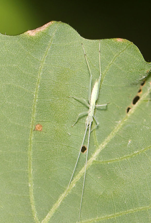 Narrow-winged Tree Cricket (Nymph) - Oecanthus niveus Habitat: Mixed forest Geotagged,Narrow-winged Tree Cricket,Oecanthus,Oecanthus niveus,Summer,United States,cricket,tree cricket