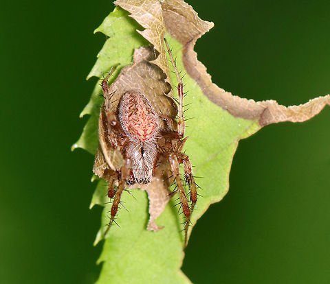 Arabesque Orbweaver (Male) - Neoscona arabesca Habitat: Deciduous forest Arabesque orbweaver,Geotagged,Neoscona,Neoscona arabesca,Summer,United States,orbweaver,spider