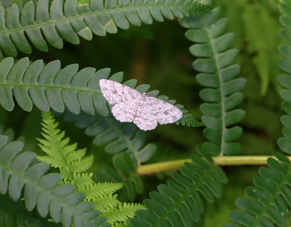Small Engrailed - Ectropis crepuscularia WS: ~35 mm.<br />
<br />
Habitat: Deciduous forest Ectropis,Ectropis crepuscularia,Geotagged,Small Engrailed,Summer,United States,moth