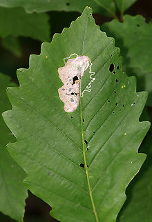Linear Blotch Leaf Mine - Acrocercops strigosa The mine starts out narrow, but expands into a huge, white blotch.

Host: Oak (Quercus sp.)
https://www.jungledragon.com/image/107838/linear_blotch_leaf_mine_-_acrocercops_strigosa.html
https://www.jungledragon.com/image/107837/linear_blotch_leaf_mine_-_acrocercops_strigosa.html Acrocercops,Acrocercops strigosa,Geotagged,Gracillariidae,Summer,United States,leaf mine,leaf miner,leafminer,linear blotch mine