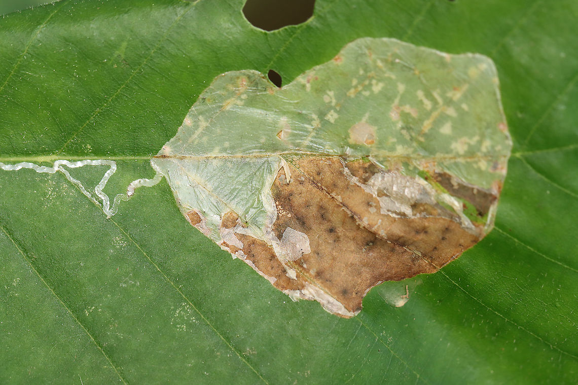 Linear Blotch Leaf Mine - Acrocercops strigosa The mine starts out narrow, but expands into a huge, white blotch.<br />
<br />
Host: Oak (Quercus sp.)<br />
<figure class="photo"><a href="https://www.jungledragon.com/image/107838/linear_blotch_leaf_mine_-_acrocercops_strigosa.html" title="Linear Blotch Leaf Mine - Acrocercops strigosa"><img src="https://s3.amazonaws.com/media.jungledragon.com/images/3232/107838_thumb.jpg?AWSAccessKeyId=05GMT0V3GWVNE7GGM1R2&Expires=1759968010&Signature=OUvW3RrV%2ByBzQNTKxVpIBPWTUjY%3D" width="200" height="134" alt="Linear Blotch Leaf Mine - Acrocercops strigosa The mine starts out narrow, but expands into a huge, white blotch.<br />
<br />
Host: Oak (Quercus sp.)<br />
https://www.jungledragon.com/image/107836/linear_blotch_leaf_mine_-_acrocercops_strigosa.html<br />
https://www.jungledragon.com/image/107837/linear_blotch_leaf_mine_-_acrocercops_strigosa.html Acrocercops strigosa,Geotagged,Summer,United States" /></a></figure><br />
<figure class="photo"><a href="https://www.jungledragon.com/image/107836/linear_blotch_leaf_mine_-_acrocercops_strigosa.html" title="Linear Blotch Leaf Mine - Acrocercops strigosa"><img src="https://s3.amazonaws.com/media.jungledragon.com/images/3232/107836_thumb.jpg?AWSAccessKeyId=05GMT0V3GWVNE7GGM1R2&Expires=1759968010&Signature=Z%2BBXI5ZIn%2BE7JbQpXs9XFas7m5w%3D" width="104" height="152" alt="Linear Blotch Leaf Mine - Acrocercops strigosa The mine starts out narrow, but expands into a huge, white blotch.<br />
<br />
Host: Oak (Quercus sp.)<br />
https://www.jungledragon.com/image/107838/linear_blotch_leaf_mine_-_acrocercops_strigosa.html<br />
https://www.jungledragon.com/image/107837/linear_blotch_leaf_mine_-_acrocercops_strigosa.html Acrocercops,Acrocercops strigosa,Geotagged,Gracillariidae,Summer,United States,leaf mine,leaf miner,leafminer,linear blotch mine" /></a></figure> Acrocercops strigosa,Geotagged,Summer,United States