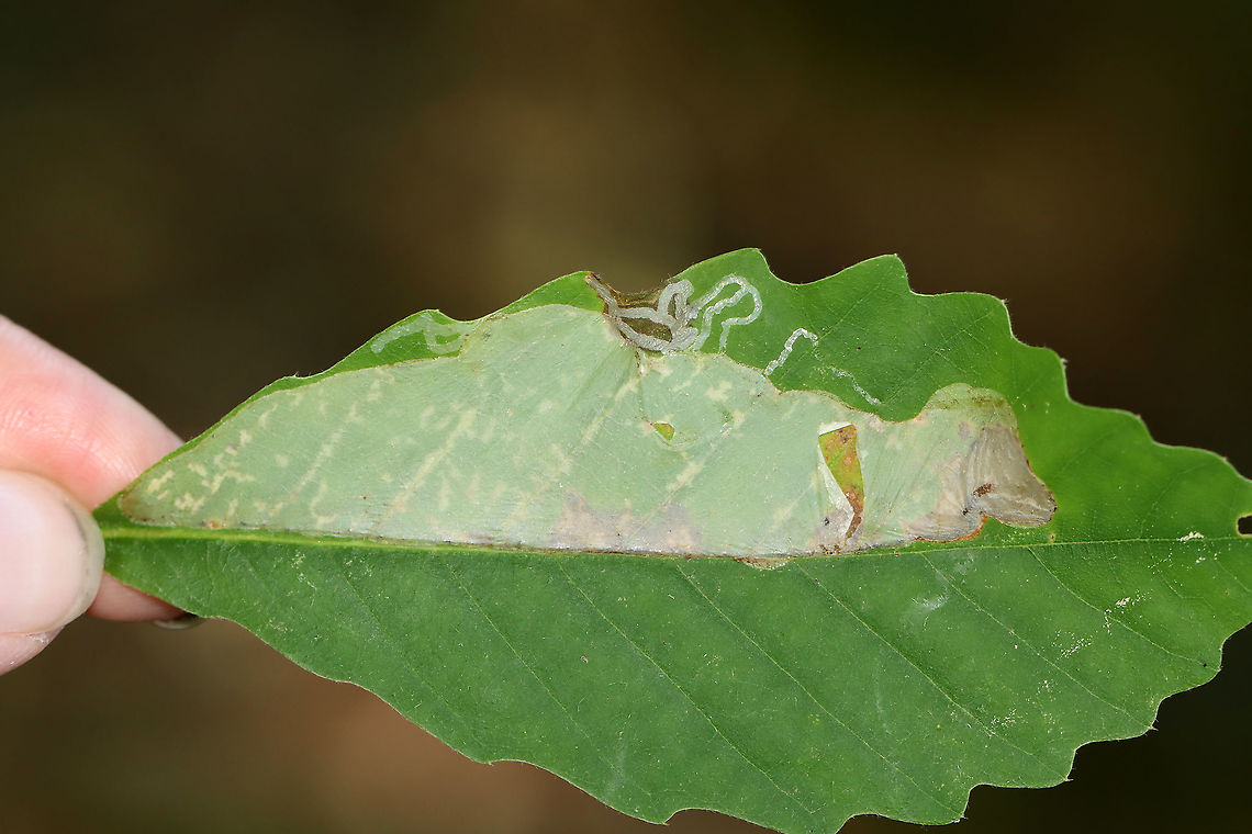 Linear Blotch Leaf Mine - Acrocercops strigosa The mine starts out narrow, but expands into a huge, white blotch.<br />
<br />
Host: Oak (Quercus sp.)<br />
<figure class="photo"><a href="https://www.jungledragon.com/image/107836/linear_blotch_leaf_mine_-_acrocercops_strigosa.html" title="Linear Blotch Leaf Mine - Acrocercops strigosa"><img src="https://s3.amazonaws.com/media.jungledragon.com/images/3232/107836_thumb.jpg?AWSAccessKeyId=05GMT0V3GWVNE7GGM1R2&Expires=1759968010&Signature=Z%2BBXI5ZIn%2BE7JbQpXs9XFas7m5w%3D" width="104" height="152" alt="Linear Blotch Leaf Mine - Acrocercops strigosa The mine starts out narrow, but expands into a huge, white blotch.<br />
<br />
Host: Oak (Quercus sp.)<br />
https://www.jungledragon.com/image/107838/linear_blotch_leaf_mine_-_acrocercops_strigosa.html<br />
https://www.jungledragon.com/image/107837/linear_blotch_leaf_mine_-_acrocercops_strigosa.html Acrocercops,Acrocercops strigosa,Geotagged,Gracillariidae,Summer,United States,leaf mine,leaf miner,leafminer,linear blotch mine" /></a></figure><br />
<figure class="photo"><a href="https://www.jungledragon.com/image/107837/linear_blotch_leaf_mine_-_acrocercops_strigosa.html" title="Linear Blotch Leaf Mine - Acrocercops strigosa"><img src="https://s3.amazonaws.com/media.jungledragon.com/images/3232/107837_thumb.jpg?AWSAccessKeyId=05GMT0V3GWVNE7GGM1R2&Expires=1759968010&Signature=LVDIG3q%2Fy0%2BcpFKZ1mvc%2F1UsPng%3D" width="200" height="134" alt="Linear Blotch Leaf Mine - Acrocercops strigosa The mine starts out narrow, but expands into a huge, white blotch.<br />
<br />
Host: Oak (Quercus sp.)<br />
https://www.jungledragon.com/image/107838/linear_blotch_leaf_mine_-_acrocercops_strigosa.html<br />
https://www.jungledragon.com/image/107836/linear_blotch_leaf_mine_-_acrocercops_strigosa.html Acrocercops strigosa,Geotagged,Summer,United States" /></a></figure> Acrocercops strigosa,Geotagged,Summer,United States
