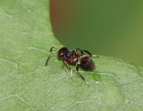 Wasp - Encyrtus aurantii The larvae of these wasps are parasitoids of scale insects (Coccidae).

Habitat: I spotted this tiny wasp "sniffing" around on the leaves of an oak tree that had lots of galls and other pests on it. Encyrtus,Encyrtus aurantii,Geotagged,Summer,United States,wasp