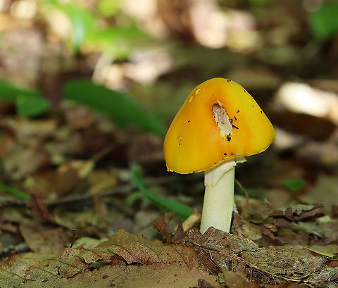 Yellow Dust Amanita - Amanita flavoconia Cap: Orange-ish yellow; tacky; few pale yellow warts; conical
Gills: White; close/crowded; short gills present
Stem: White/pale yellow; skirt-like ring; yellow volva remnants near base; slightly bulbous base
Habitat: Growing on the ground in a mostly deciduous forest
https://www.jungledragon.com/image/107861/yellow_dust_amanita_-_amanita_flavoconia.html
https://www.jungledragon.com/image/107860/yellow_dust_amanita_-_amanita_flavoconia.html Amanita,Amanita flavoconia,Geotagged,Summer,United States,Yellow-dust Amanita,fungus,mushroom