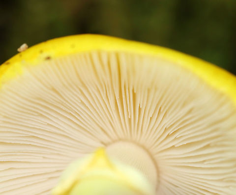 Yellow Dust Amanita - Amanita flavoconia Cap: Orange-ish yellow; tacky; few pale yellow warts; conical
Gills: White; close/crowded; short gills present
Stem: White/pale yellow; skirt-like ring; yellow volva remnants near base; slightly bulbous base
Habitat: Growing on the ground in a mostly deciduous forest
https://www.jungledragon.com/image/107859/yellow_dust_amanita_-_amanita_flavoconia.html
https://www.jungledragon.com/image/107861/yellow_dust_amanita_-_amanita_flavoconia.html Amanita flavoconia,Geotagged,Summer,United States,Yellow-dust Amanita