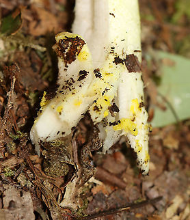 Yellow Dust Amanita - Amanita flavoconia Cap: Orange-ish yellow; tacky; few pale yellow warts; conical
Gills: White; close/crowded; short gills present
Stem: White/pale yellow; skirt-like ring; yellow volva remnants near base; slightly bulbous base
Habitat: Growing on the ground in a mostly deciduous forest
https://www.jungledragon.com/image/107859/yellow_dust_amanita_-_amanita_flavoconia.html
https://www.jungledragon.com/image/107860/yellow_dust_amanita_-_amanita_flavoconia.html Amanita flavoconia,Geotagged,Summer,United States,Yellow-dust Amanita