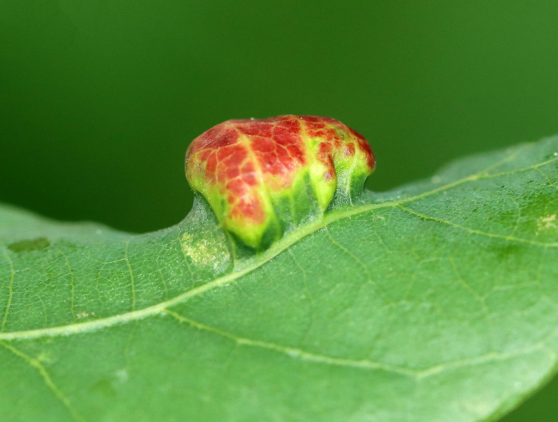 Aceria triplacis Galls Habitat: Oak (Quercus alba)<br />
<figure class="photo"><a href="https://www.jungledragon.com/image/107869/aceria_triplacis_galls.html" title="Aceria triplacis Galls"><img src="https://s3.amazonaws.com/media.jungledragon.com/images/3232/107869_thumb.jpg?AWSAccessKeyId=05GMT0V3GWVNE7GGM1R2&Expires=1767225610&Signature=YOvXNiCDqpK1%2Bd4r1vjbtjm8ONI%3D" width="200" height="172" alt="Aceria triplacis Galls Habitat: Oak (Quercus alba)<br />
<br />
https://www.jungledragon.com/image/107867/galls_or_fungus.html<br />
https://www.jungledragon.com/image/107868/galls_or_fungus.html Aceria triplacis,Geotagged,Summer,United States" /></a></figure><br />
<figure class="photo"><a href="https://www.jungledragon.com/image/107868/aceria_triplacis_galls.html" title="Aceria triplacis Galls"><img src="https://s3.amazonaws.com/media.jungledragon.com/images/3232/107868_thumb.jpg?AWSAccessKeyId=05GMT0V3GWVNE7GGM1R2&Expires=1767225610&Signature=S5cBCDfXqLOuxOhULD6qjQ2Xook%3D" width="200" height="156" alt="Aceria triplacis Galls Habitat: Oak (Quercus alba)<br />
https://www.jungledragon.com/image/107867/galls_or_fungus.html<br />
https://www.jungledragon.com/image/107869/galls_or_fungus_undersurface.html Aceria triplacis,Geotagged,Summer,United States" /></a></figure> Aceria,Aceria triplacis,Geotagged,Summer,United States,gall mite,mite