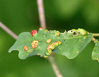Aceria triplacis Galls Habitat: Oak (Quercus alba)<br />
https://www.jungledragon.com/image/107867/galls_or_fungus.html<br />
https://www.jungledragon.com/image/107869/galls_or_fungus_undersurface.html Aceria triplacis,Geotagged,Summer,United States