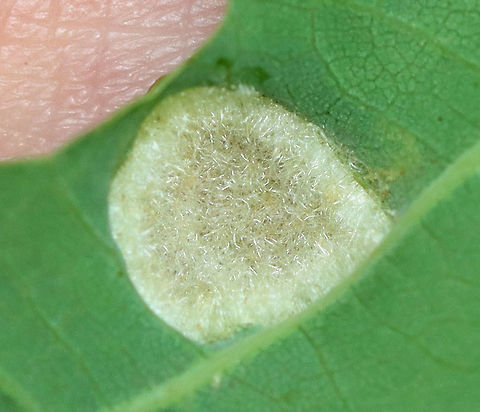Aceria triplacis Galls Habitat: Oak (Quercus alba)

https://www.jungledragon.com/image/107867/galls_or_fungus.html
https://www.jungledragon.com/image/107868/galls_or_fungus.html Aceria triplacis,Geotagged,Summer,United States