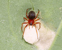 Spider with Egg Sac - Family Linyphiidae This spider was putting her egg sac in the underside of a gall (Aceria triplacis galls). In the upper right of this photo, you can see 2 tiny spider mites. <br />
<br />
Habitat: Oak leaf; deciduous forest<br />
<br />
The galls can be seen here:<br />
https://www.jungledragon.com/image/107867/galls_or_fungus.html Arachnida,Araneae,Geotagged,Linyphiidae,Summer,United States,spider