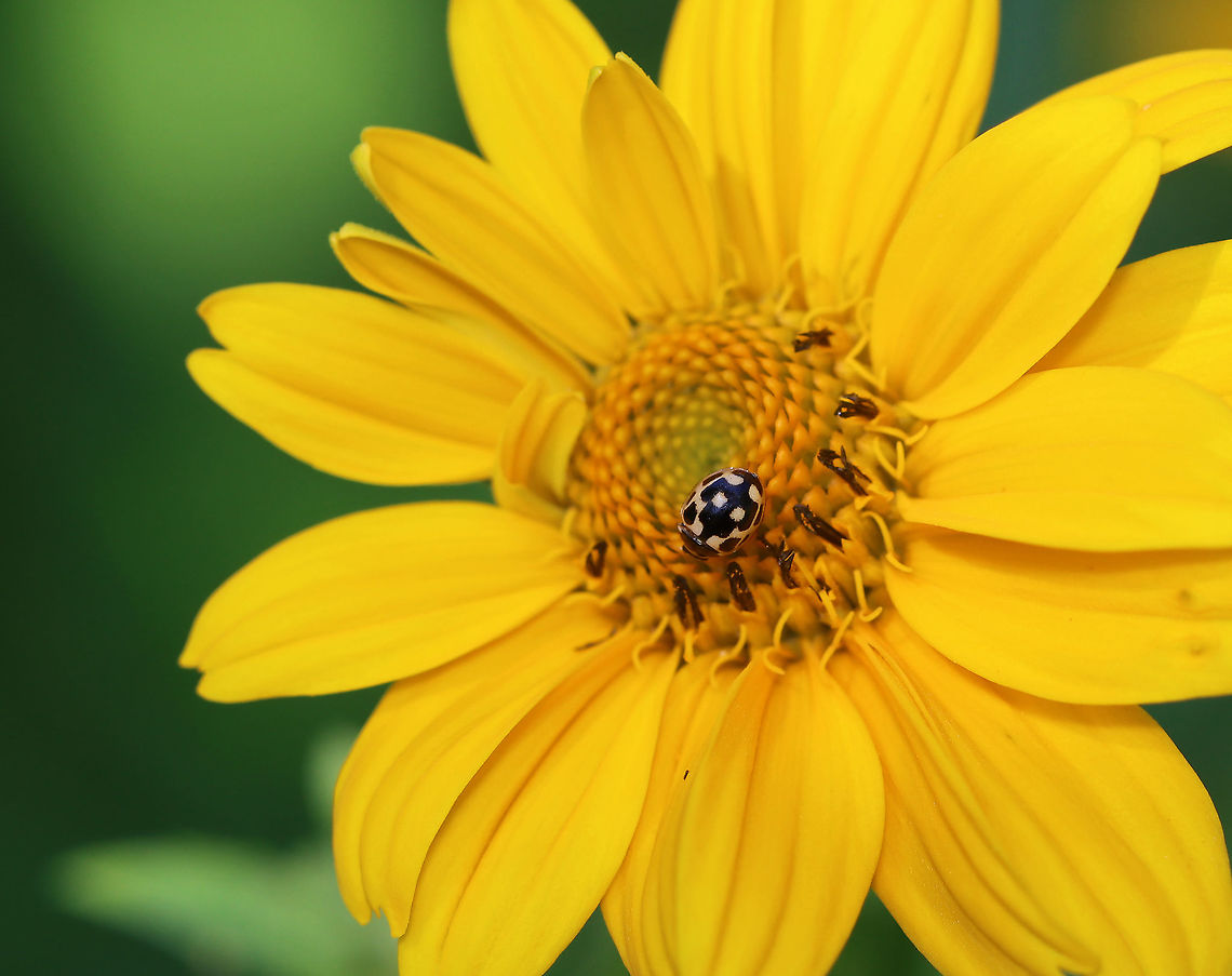 Fourteen Spotted Ladybird - Propylea quatuordecimpunctata The pattern on this beetle doesn&#039;t quite match the one in the beetle ID guide hat I used to identify it. But, judging from the photos of this species online, there appears to be some individual variability. Otherwise, I have the ID wrong.<br />
<br />
Habitat: Garden Fourteen spotted Ladybird,Geotagged,Propylea,Propylea quatuordecimpunctata,Summer,United States. ladybird beetle,beetle