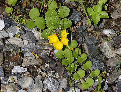 Creeping Jenny - Lysimachia nummularia I found this plant growing at the base of a dam. It was definitely out of place. Creeping Jenny,Geotagged,Lysimachia,Lysimachia nummularia,Summer,United States