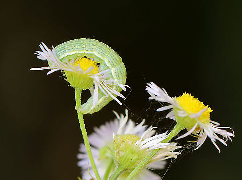 Asteroid - Cucullia asteroides Habitat: Spotted on aster
https://www.jungledragon.com/image/107895/asteroid_-_cucullia_asteroides.html
https://www.jungledragon.com/image/107894/asteroid_-_cucullia_asteroides.html
https://www.jungledragon.com/image/107893/asteroid_-_cucullia_asteroides.html Cucullia,Cucullia asteroides,Geotagged,Goldenrod hooded owlet,Summer,United States,asteroid,caterpillar,larva,moth