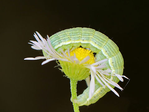 Asteroid - Cucullia asteroides Habitat: Spotted on aster
https://www.jungledragon.com/image/107894/asteroid_-_cucullia_asteroides.html
https://www.jungledragon.com/image/107895/asteroid_-_cucullia_asteroides.html
https://www.jungledragon.com/image/107892/asteroid_-_cucullia_asteroides.html Cucullia asteroides,Geotagged,Goldenrod hooded owlet,Summer,United States