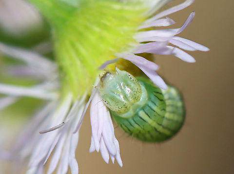 Asteroid - Cucullia asteroides Habitat: Spotted on aster
https://www.jungledragon.com/image/107892/asteroid_-_cucullia_asteroides.html
https://www.jungledragon.com/image/107895/asteroid_-_cucullia_asteroides.html
https://www.jungledragon.com/image/107893/asteroid_-_cucullia_asteroides.html Cucullia asteroides,Geotagged,Goldenrod hooded owlet,Summer,United States