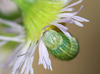 Asteroid - Cucullia asteroides Habitat: Spotted on aster<br />
https://www.jungledragon.com/image/107892/asteroid_-_cucullia_asteroides.html<br />
https://www.jungledragon.com/image/107895/asteroid_-_cucullia_asteroides.html<br />
https://www.jungledragon.com/image/107893/asteroid_-_cucullia_asteroides.html Cucullia asteroides,Geotagged,Goldenrod hooded owlet,Summer,United States